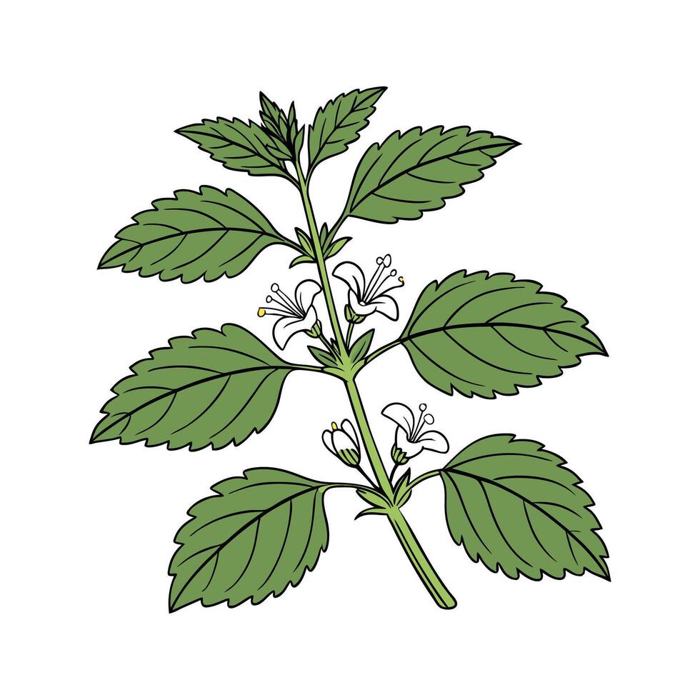 Artistic Lemon Balm Plant Botanical Artwork vector