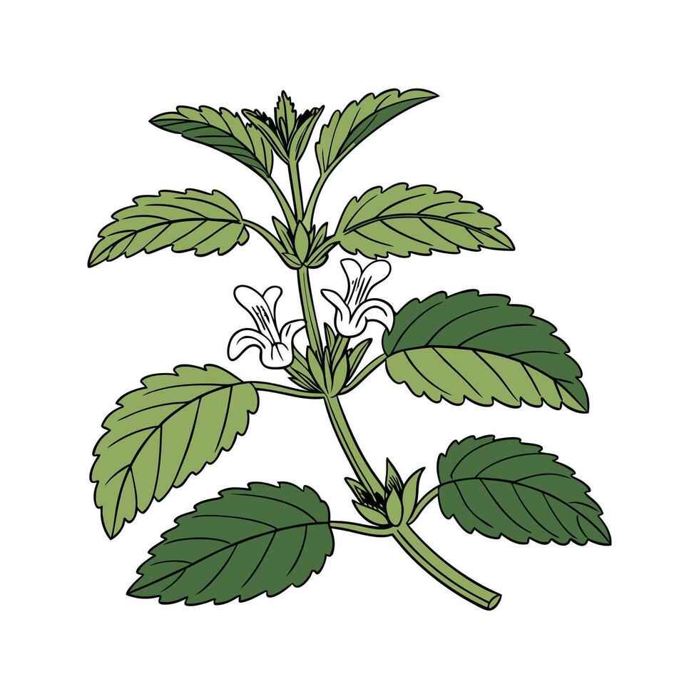 Vibrant Lemon Balm Plant Botanical Art Design vector