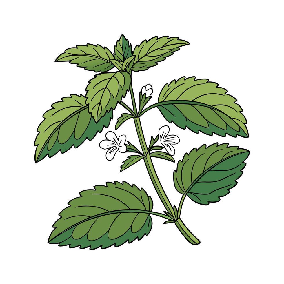 Elegant Lemon Balm Plant Illustration Design vector