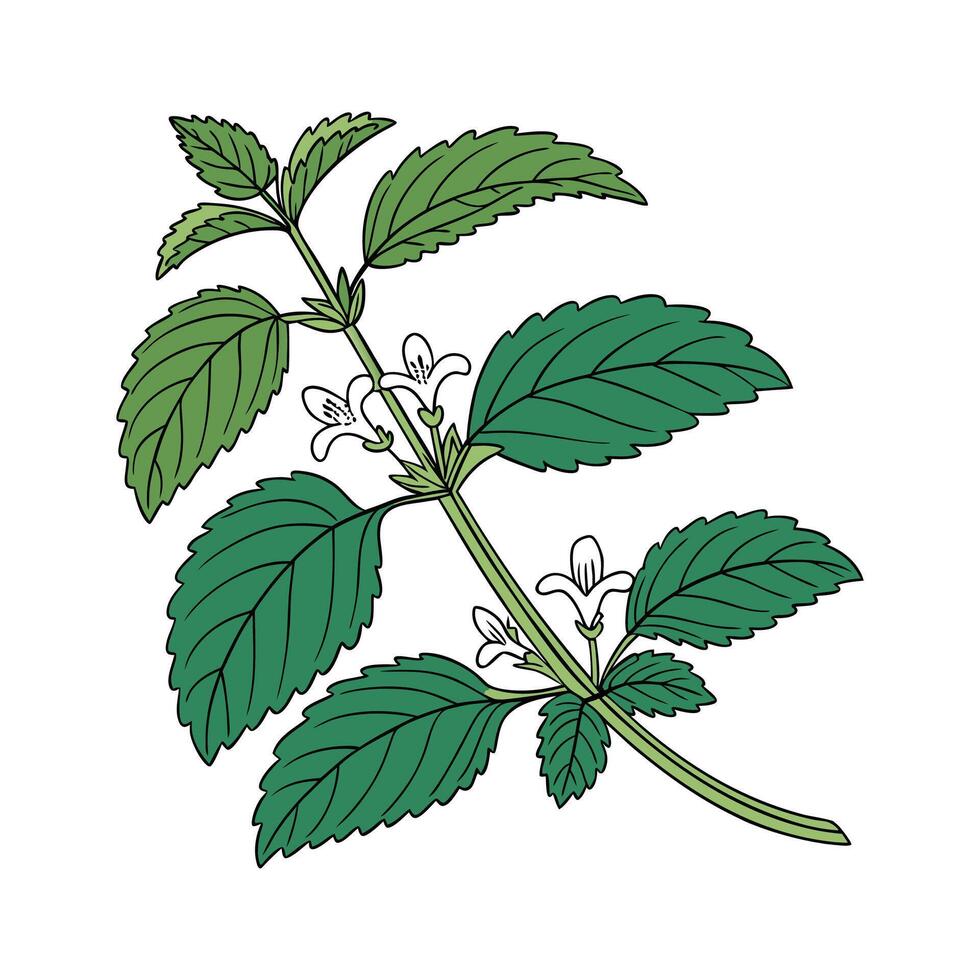 Charming Lemon Balm Plant Illustration. vector