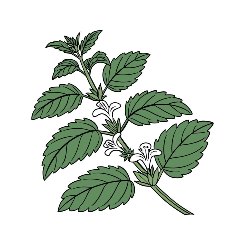 Stylish Lemon Balm Plant Unique Illustration vector
