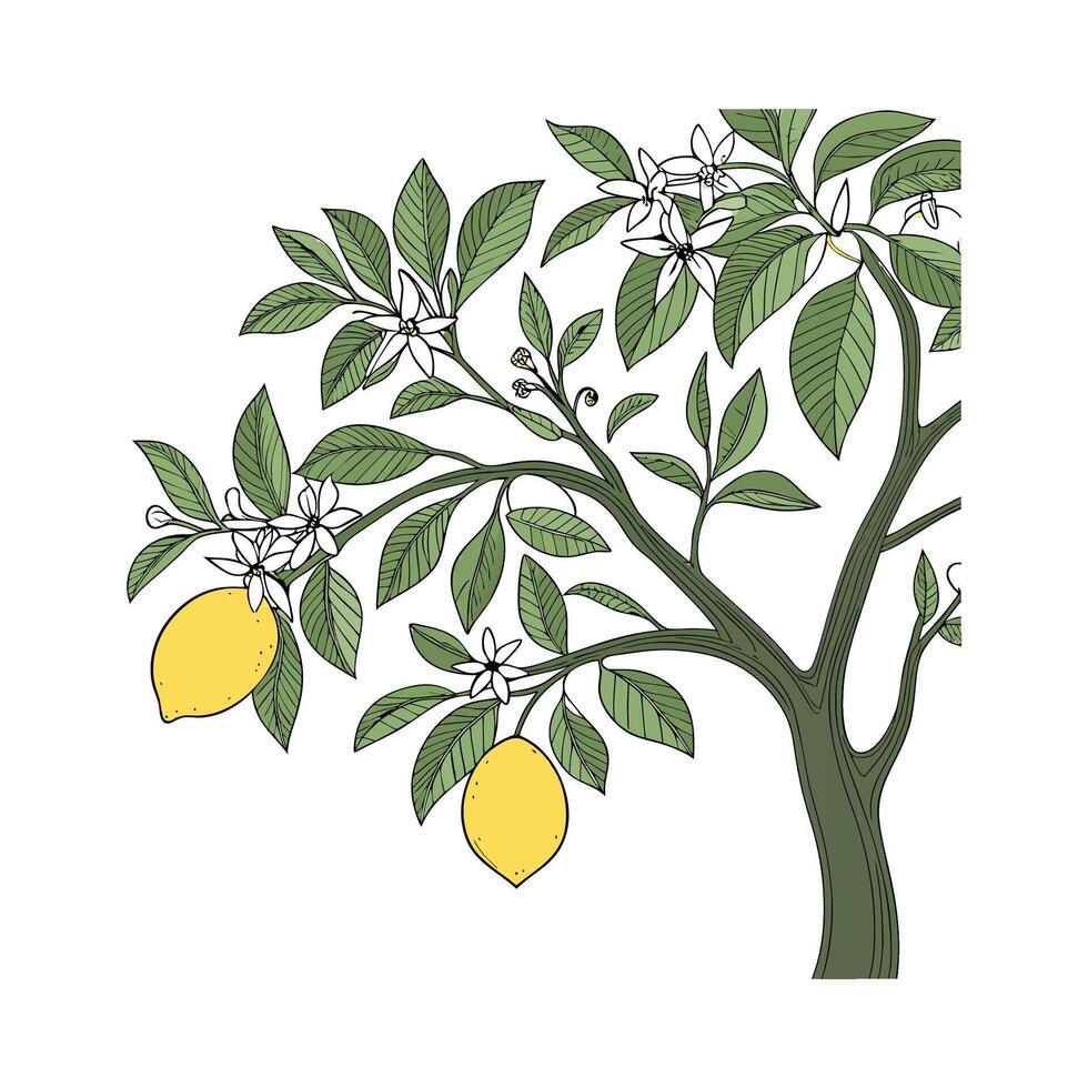 Stylish Lemon Tree Botanical Illustration Display vector
