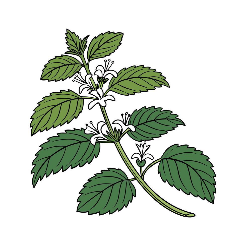 Charming Lemon Balm Plant Artistic Illustration vector