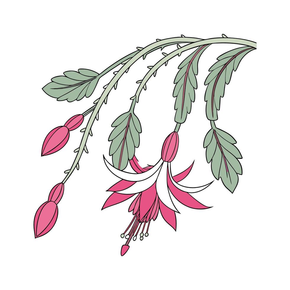 Charming Lepismium Plant Artistic Representation vector