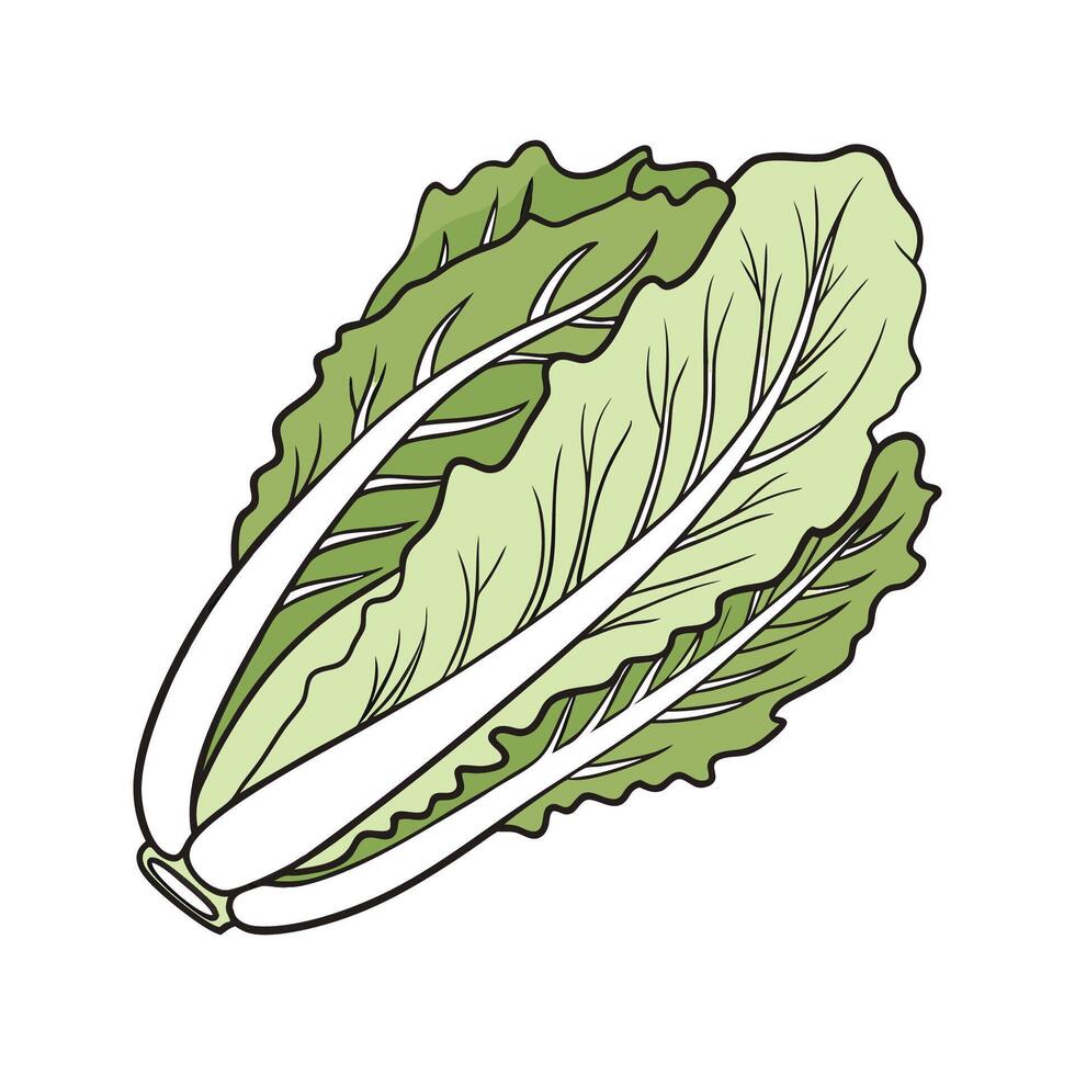 Elegant Lettuce Plant Unique Art vector