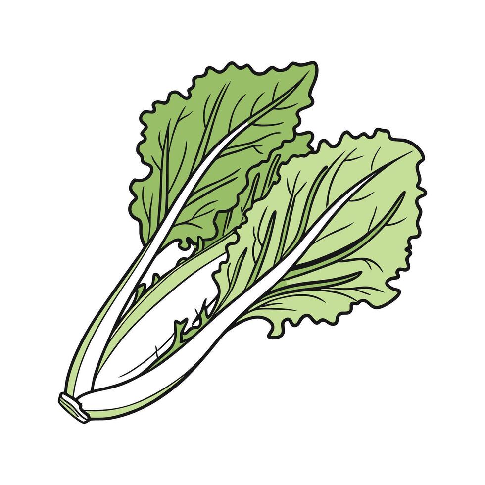 Charming Lettuce Plant Artistic Design vector