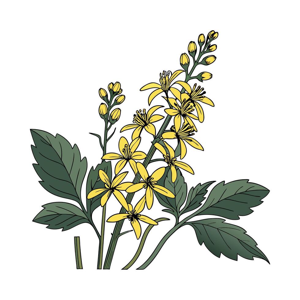 Elegant Ligularia Plant Illustration for Home Decor vector