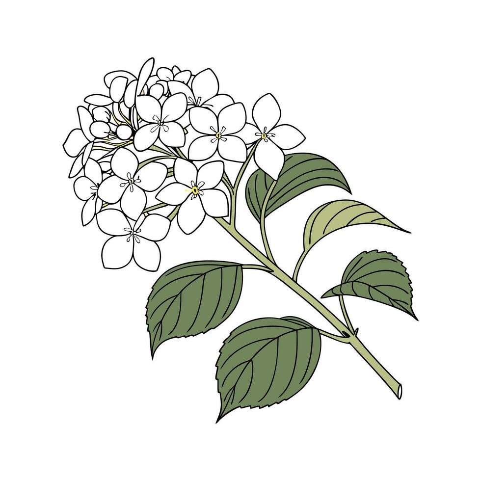 Limelight Hydrangea Botanical Art Display vector