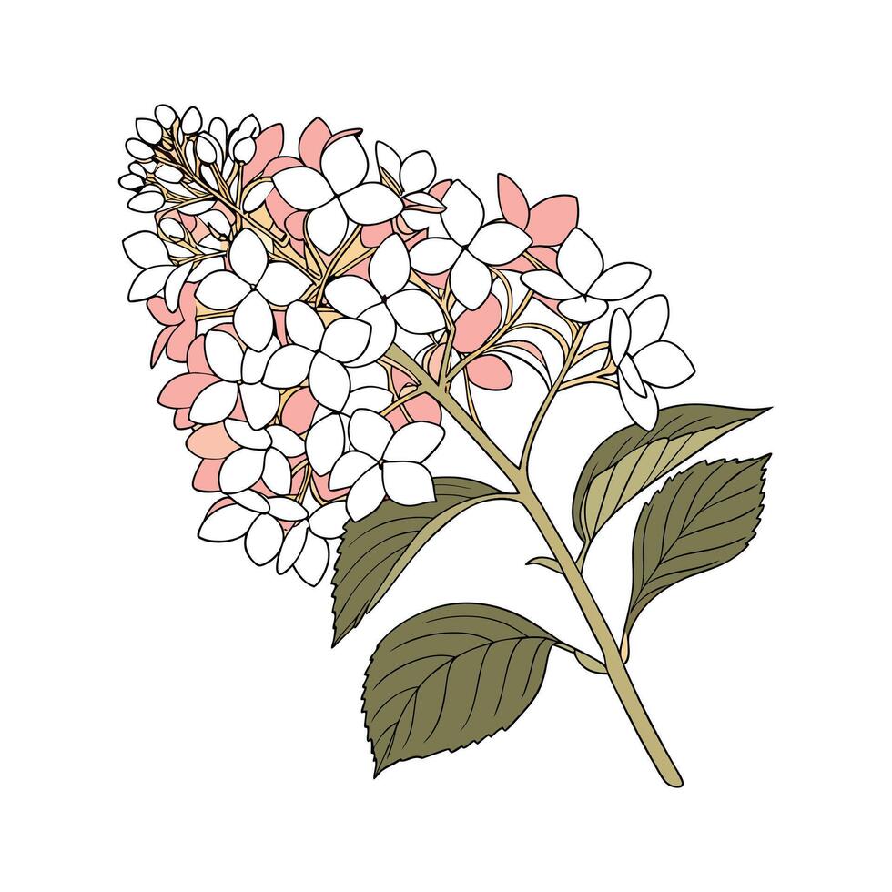 Elegant Limelight Hydrangea Plant Illustration vector