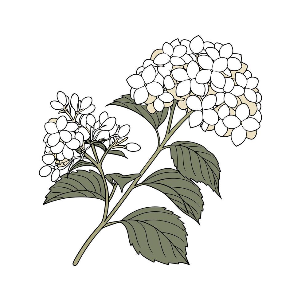 Stylish Limelight Hydrangea Botanical Artwork vector