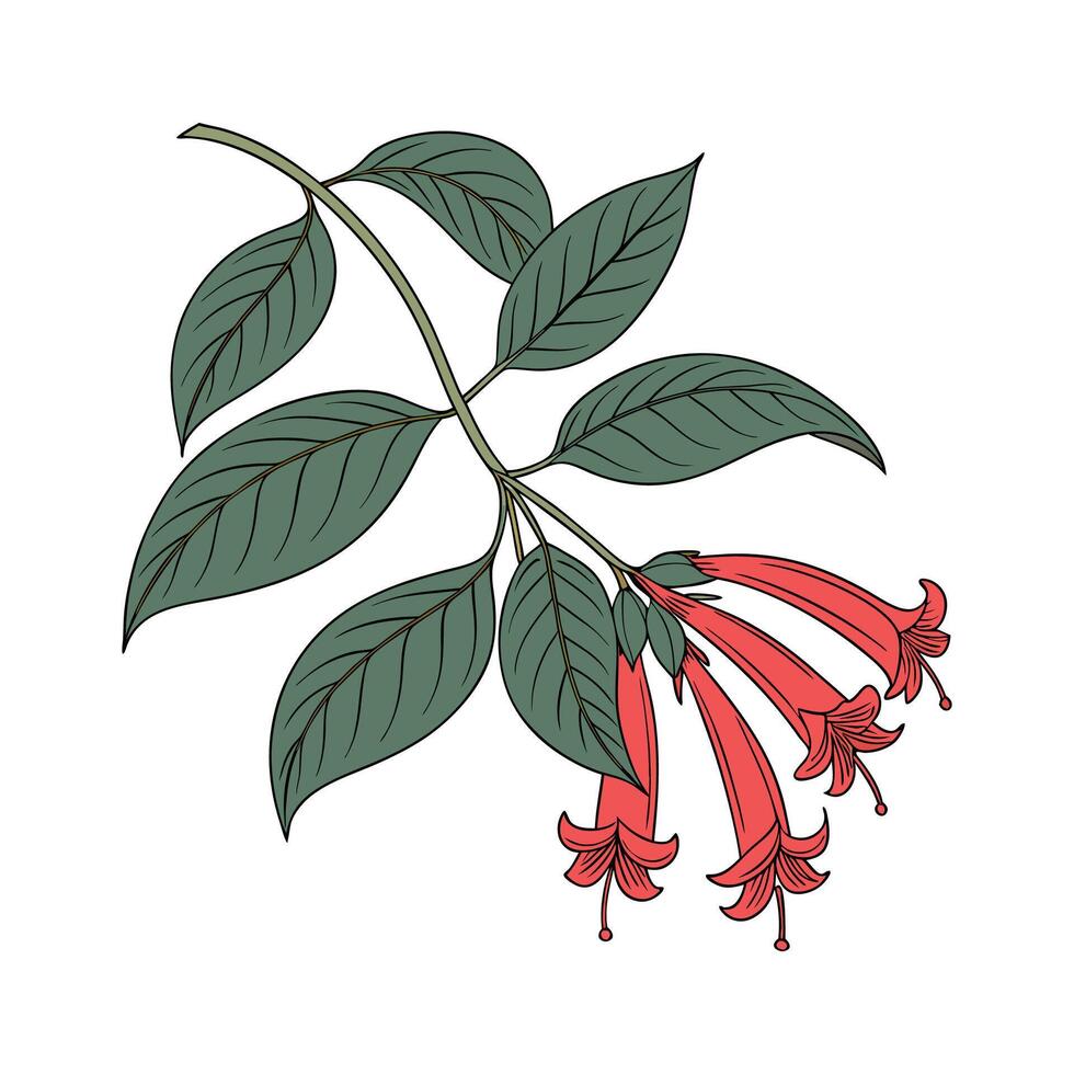 Stylish Lipstick Plant Botanical Art for Unique Decor vector