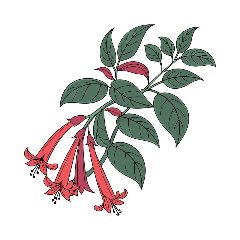 Vibrant Lipstick Plant Illustration for Botanical Art vector