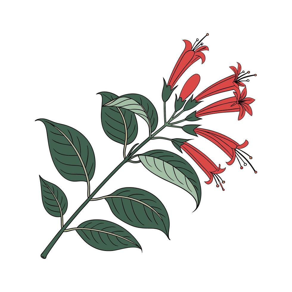Lipstick Plant Aeschynanthus Radicans Unique Illustration vector