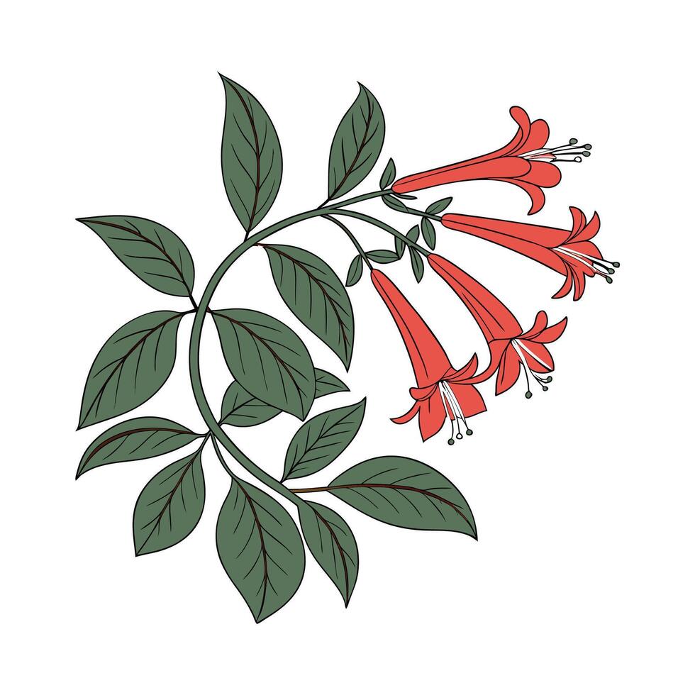 Stylish Lipstick Plant Aeschynanthus Radicans Art Display vector