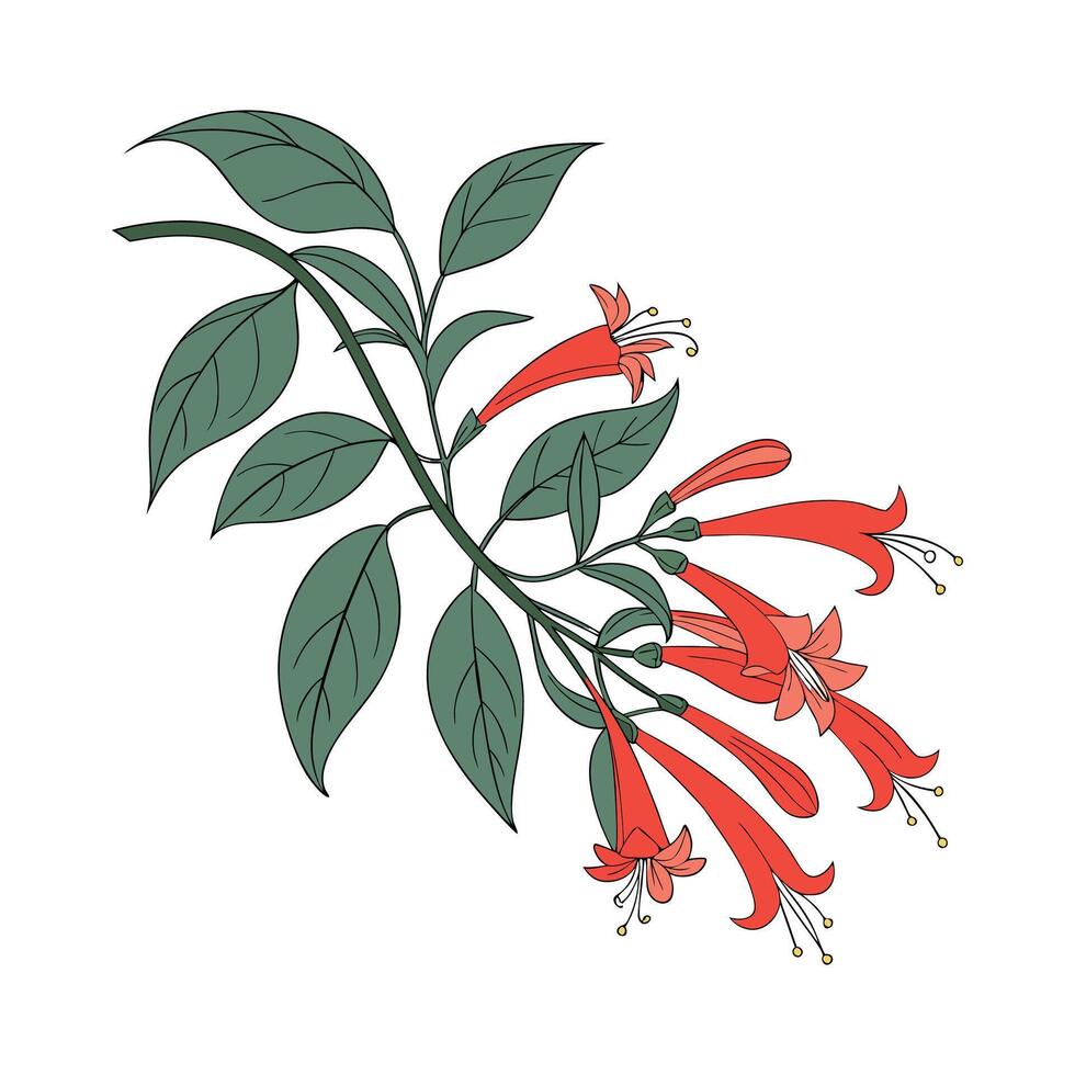 Charming Lipstick Plant Aeschynanthus Radicans Botanical Art vector