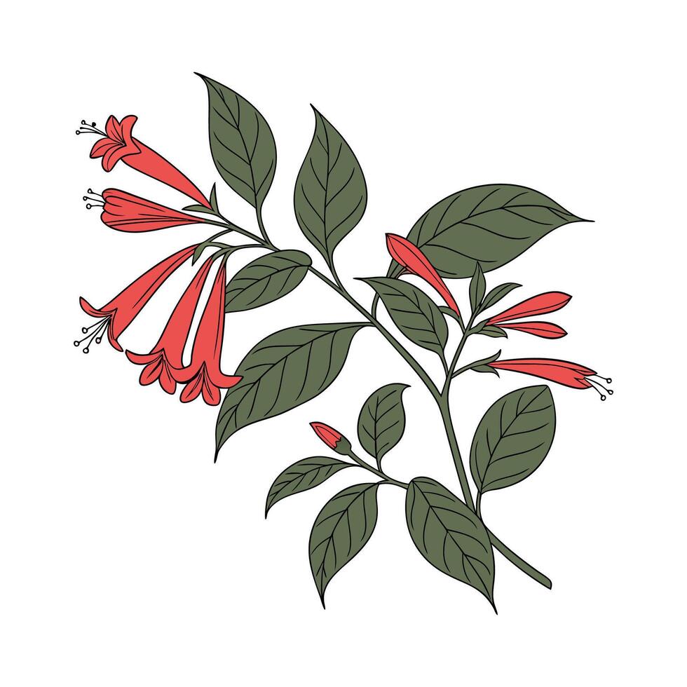 Elegant Lipstick Plant Illustration for Decoration vector
