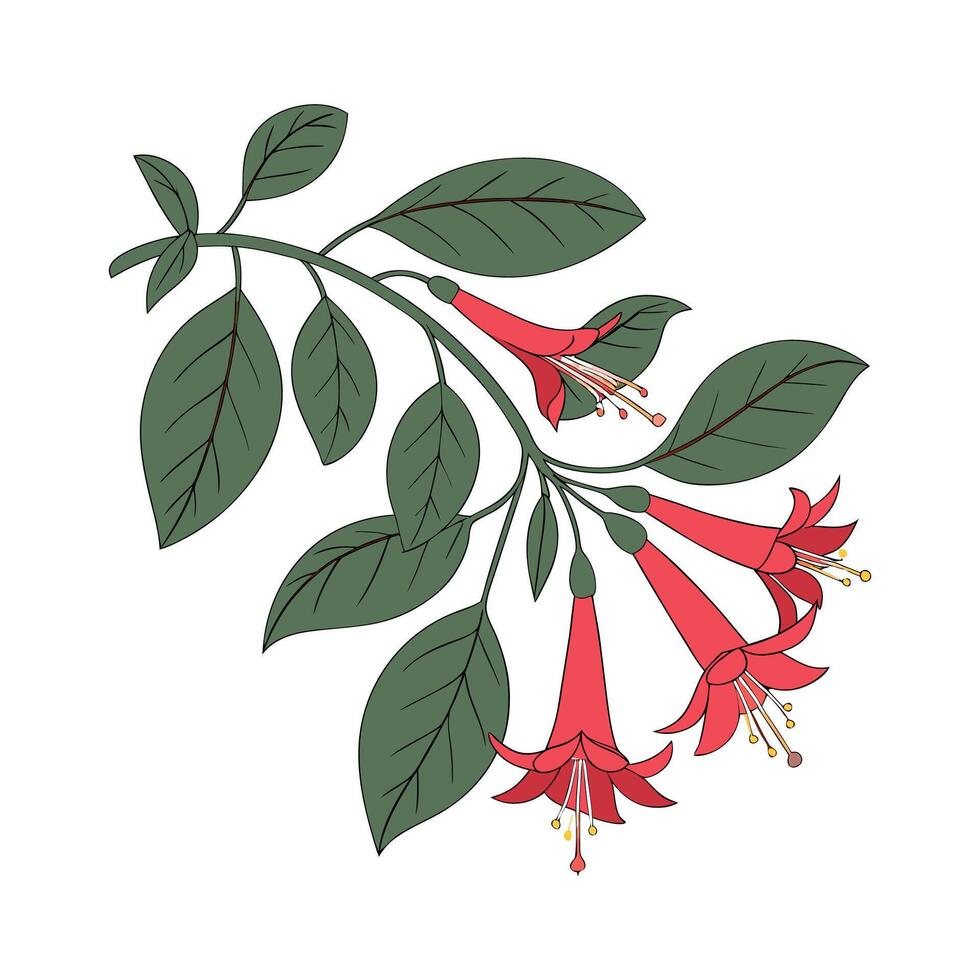 Bold Lipstick Plant Aeschynanthus Radicans Artwork vector