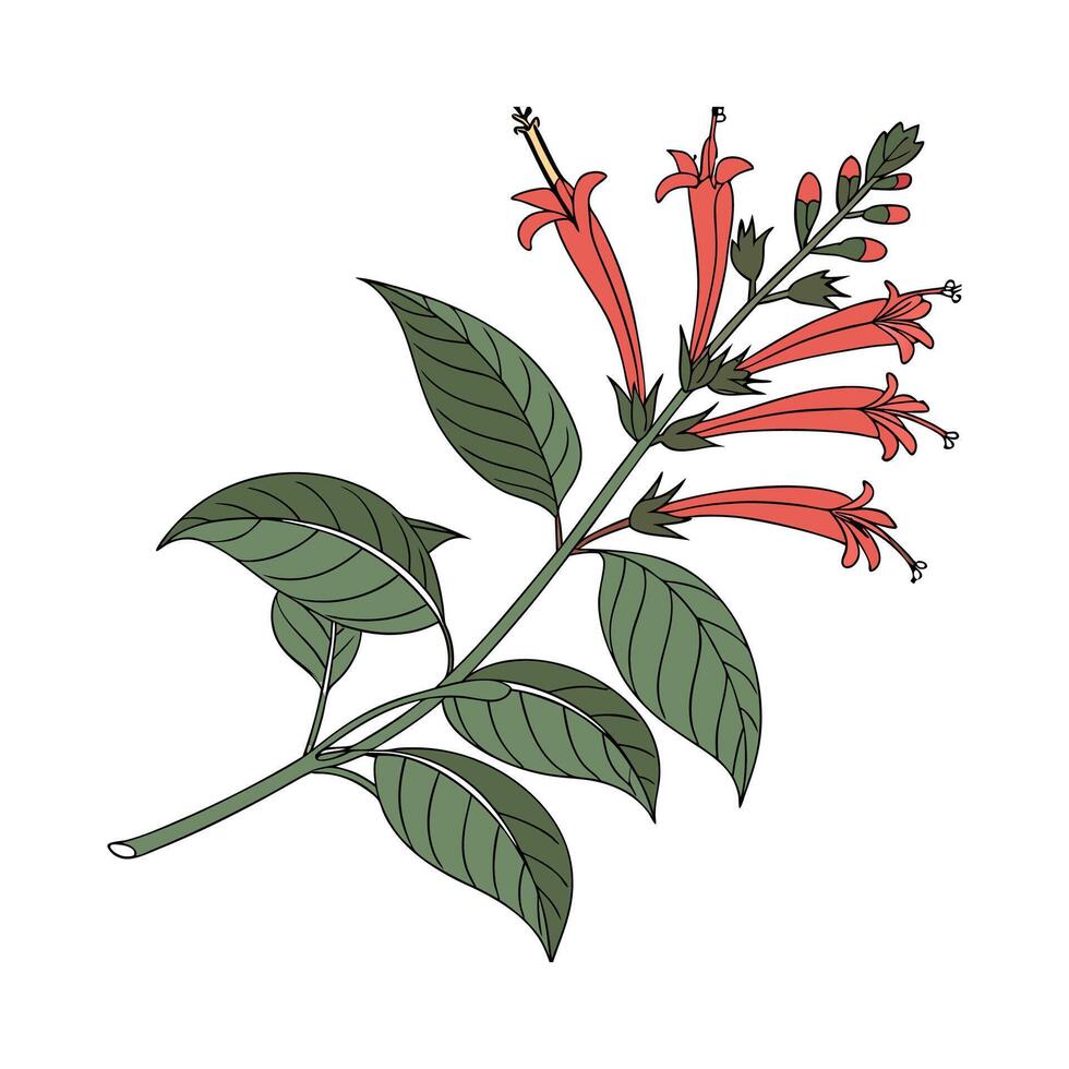 Elegant Lipstick Plant Botanical Artwork vector