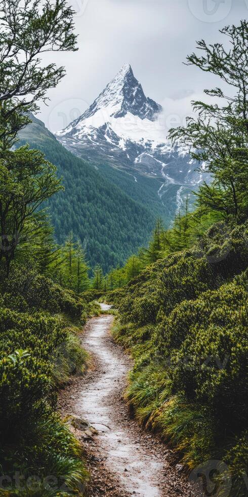 A path through the woods photo
