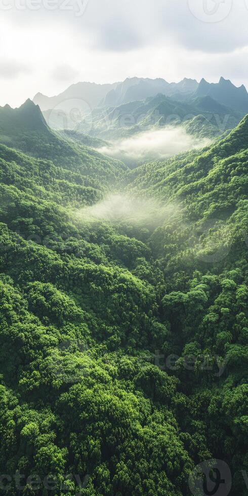 A view of the mountains and green forest photo