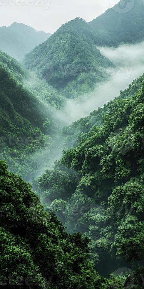 Lush green valley shrouded in mist during morning hours photo