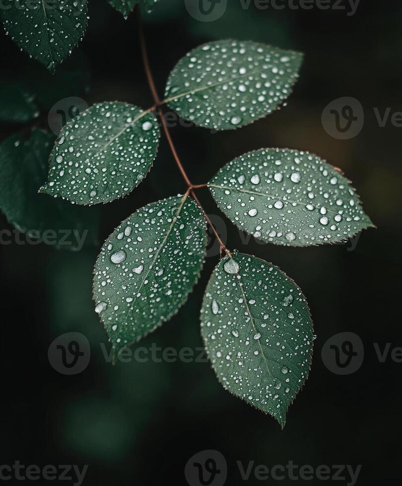 Water droplets glisten on fresh green leaves in nature photo