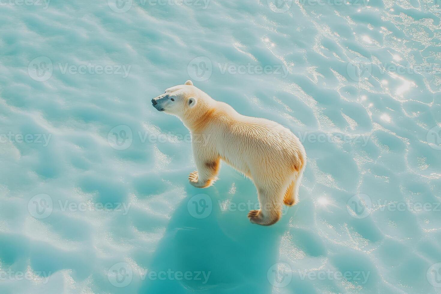 Polar bear exploring melting ice in a changing environment photo