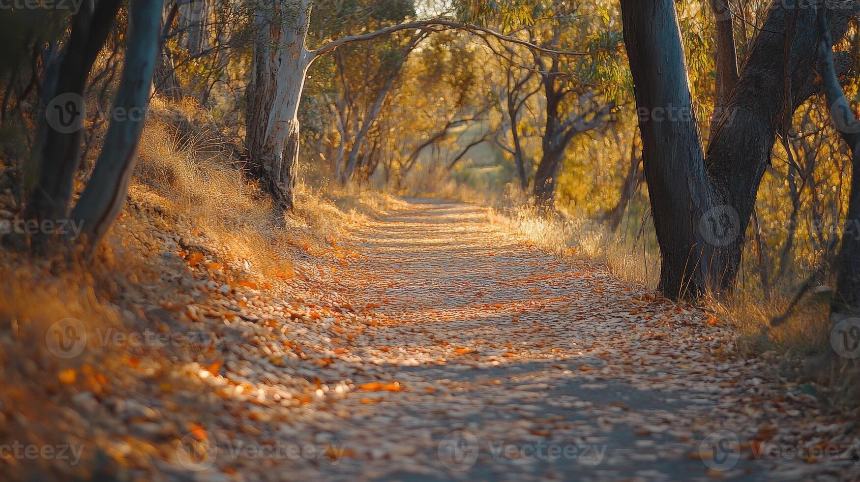 Autumn path lined with trees and colorful leaves photo