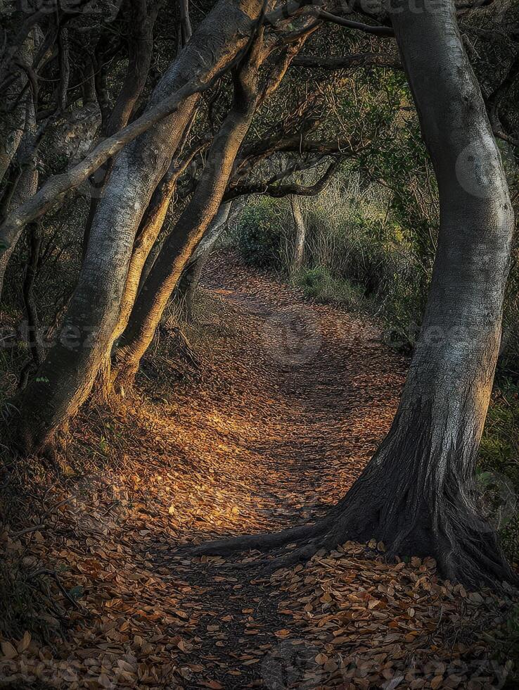 Nature trail adorned with autumn leaves in a forest photo