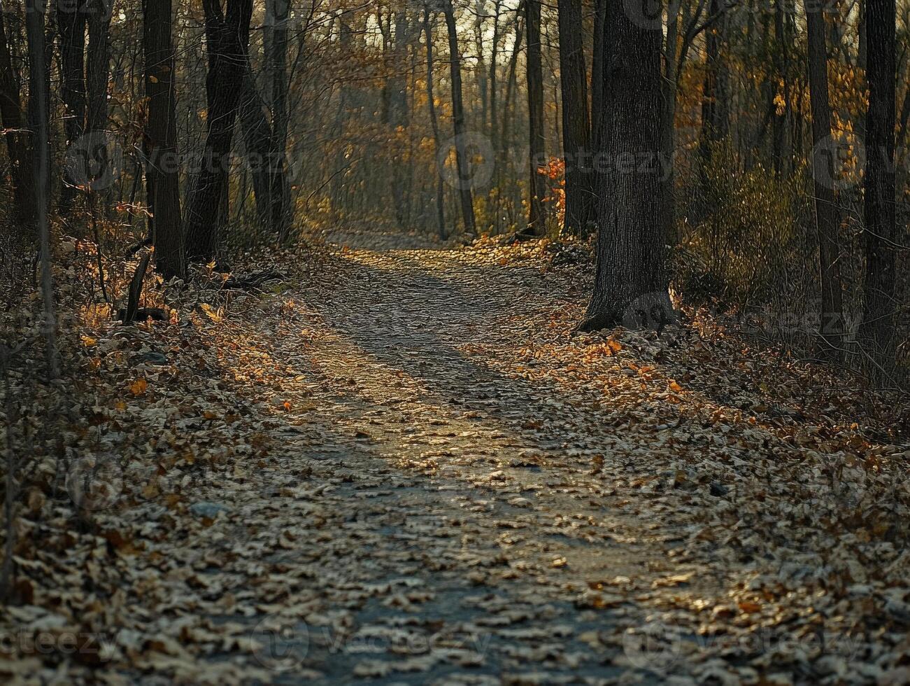 Serenity of a wooded path during autumn at sunset photo