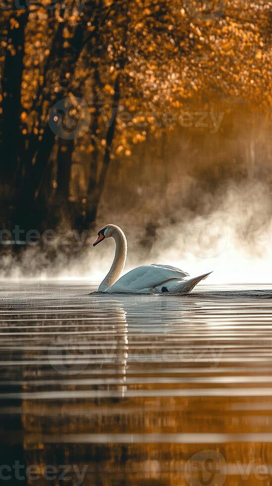 A swan swimming in the water with fog photo