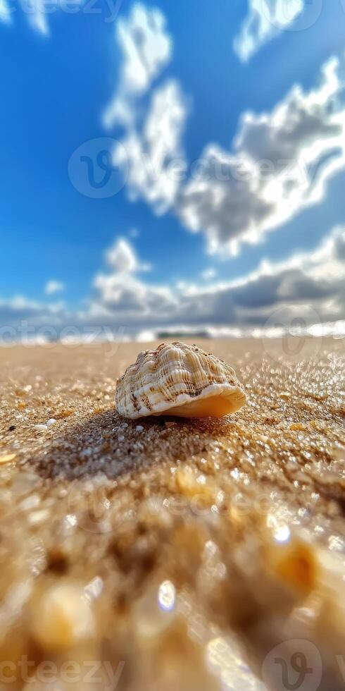 Shell resting on the sandy beach under a bright blue sky photo