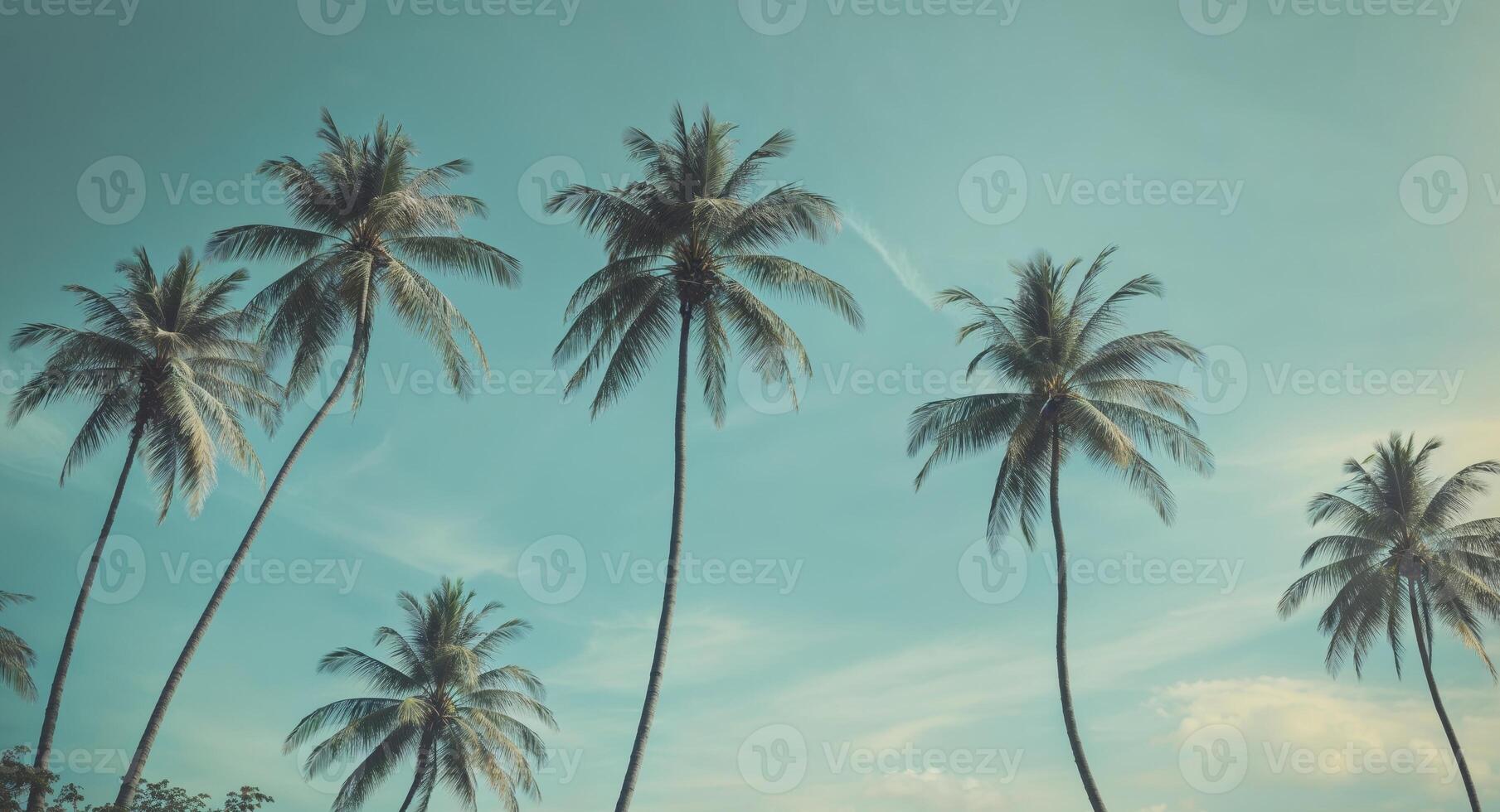 Palm trees against the sky photo