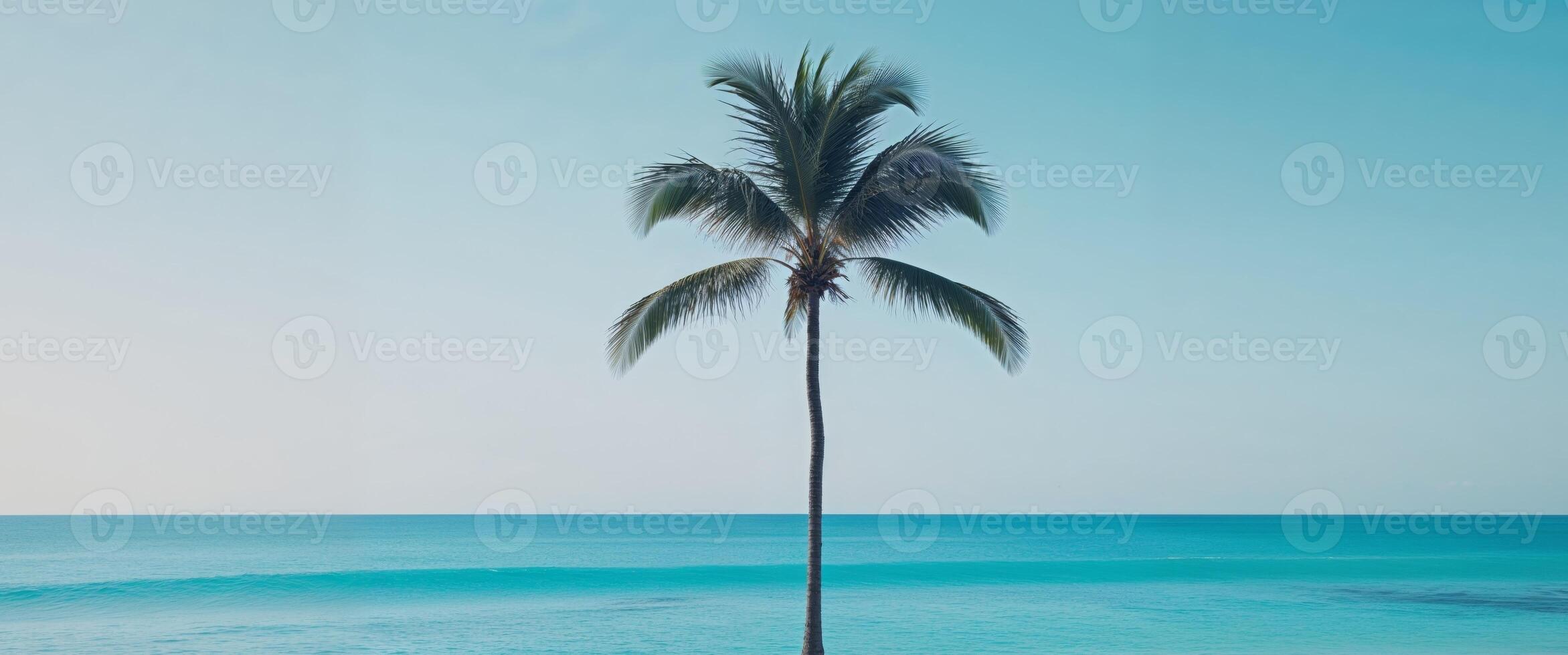 A lone palm tree stands on the beach next to the ocean photo