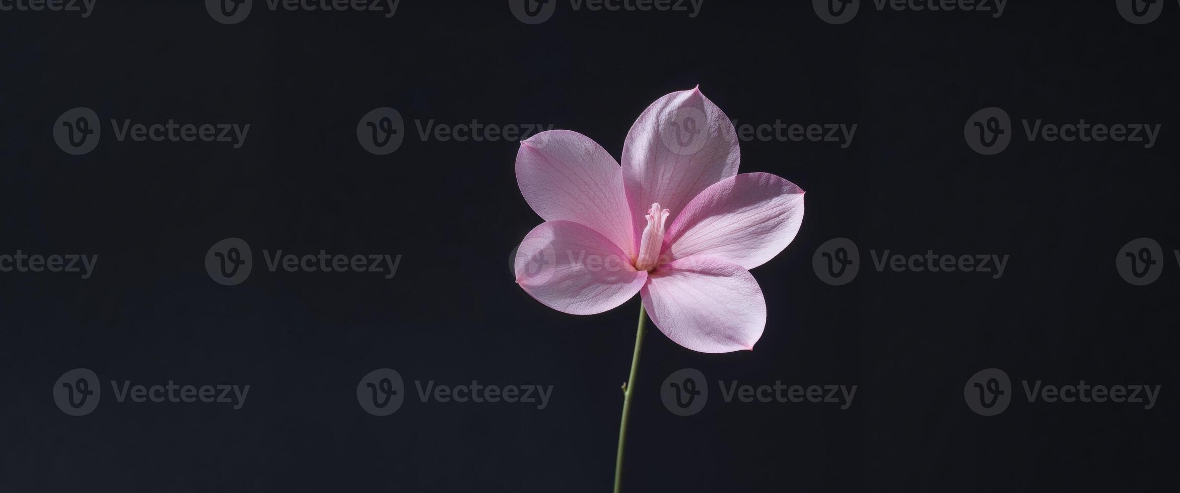A single pink flower on a black background photo
