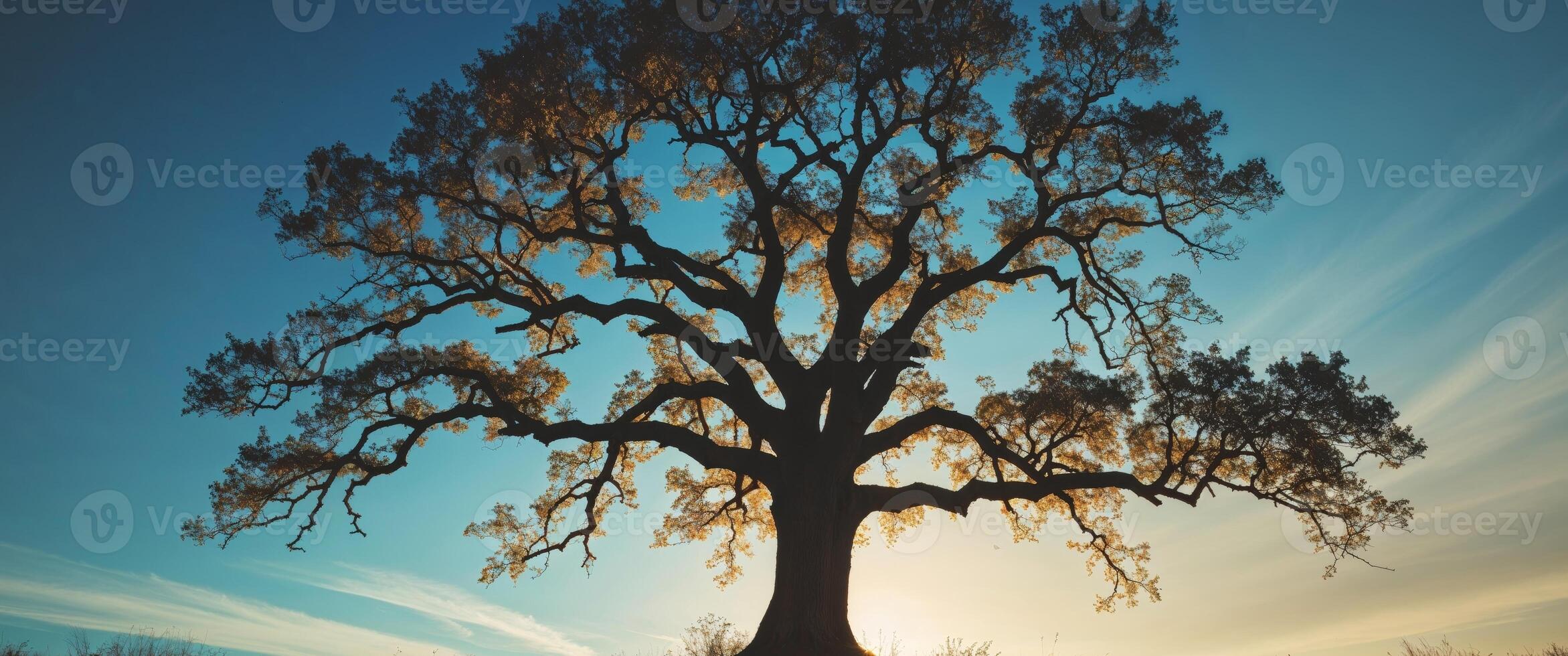 A tree is silhouetted against the sun photo