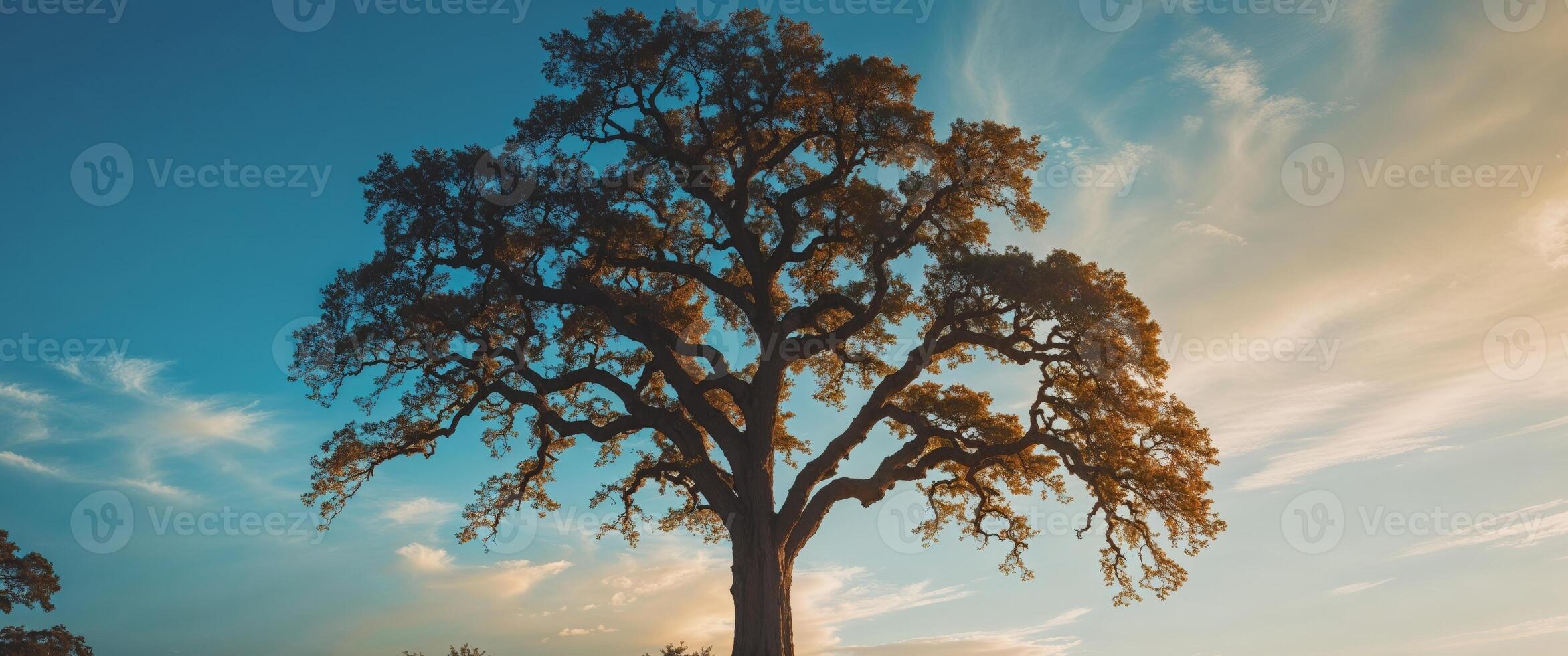 Majestic Tree Silhouette with Sunlight Filtering Through Branches photo