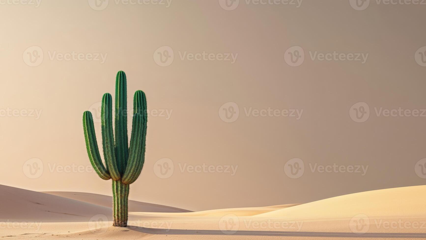 Cactus in the desert photo