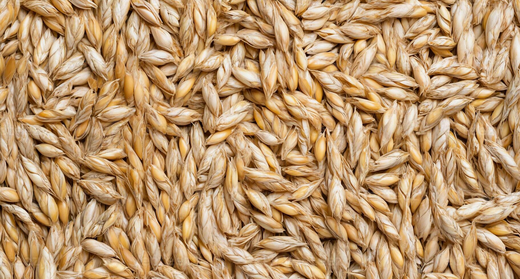 A close up of a pile of wheat photo