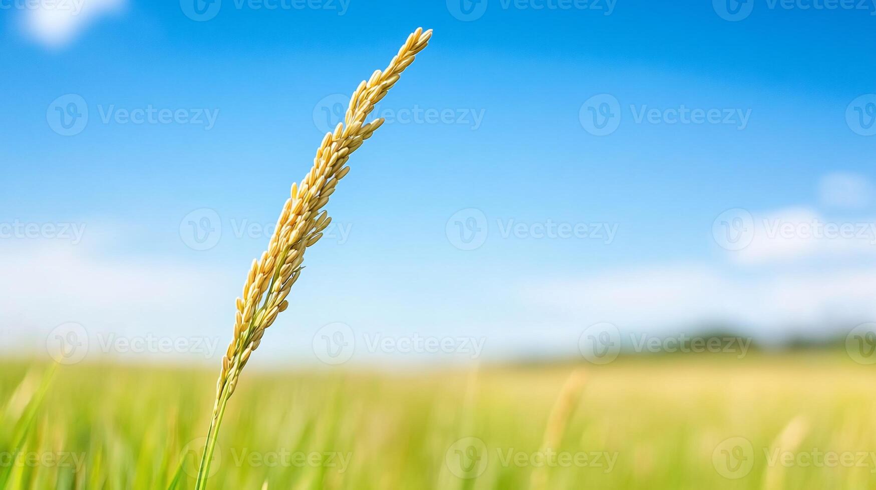 A close-up of a golden grain spike against a blue sky backdrop. photo