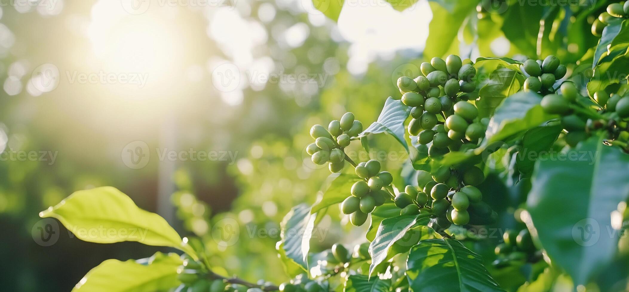 Green coffee cherries on a branch with sunlight filtering through leaves. photo