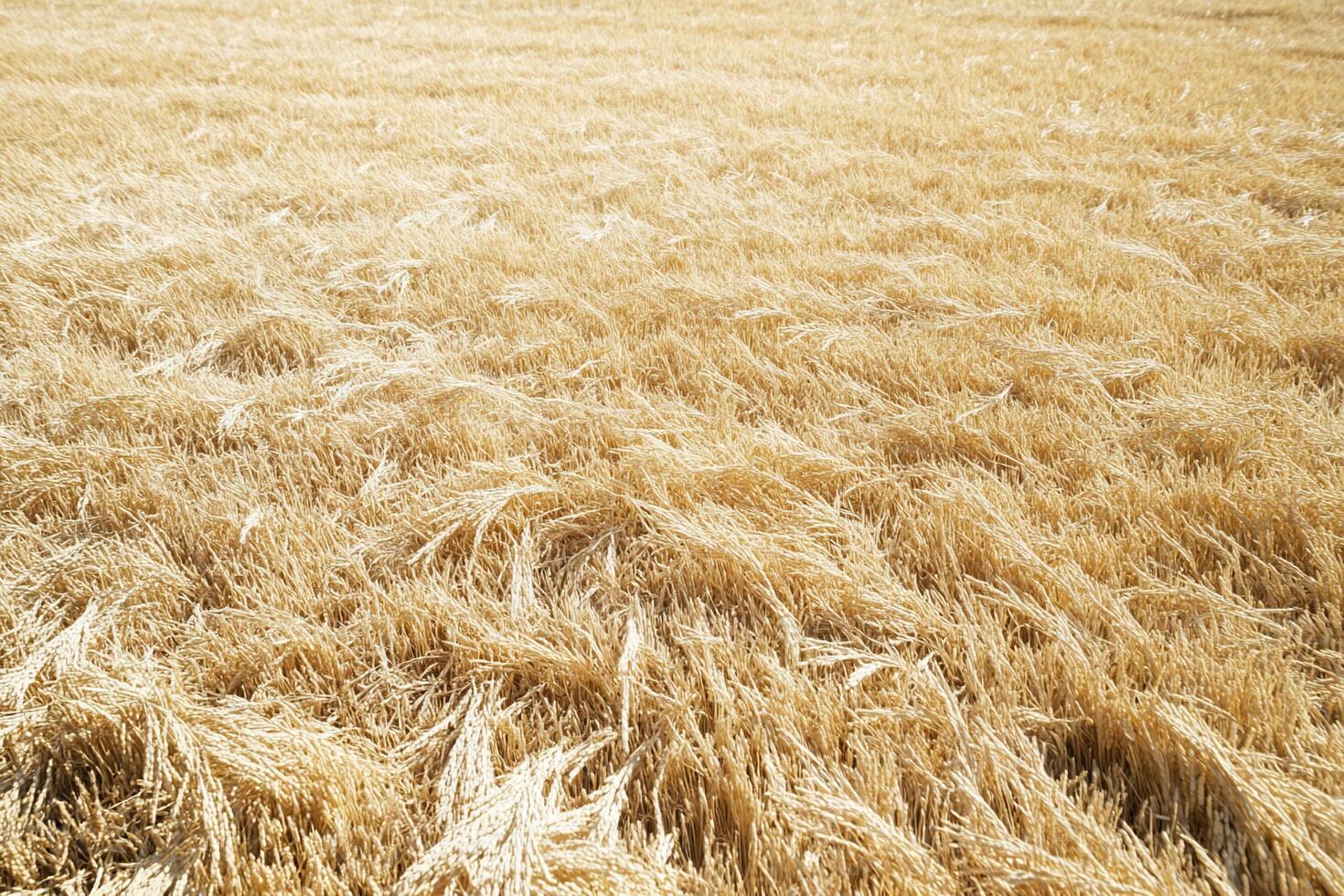 A golden field of ripe wheat swaying gently in the breeze. photo