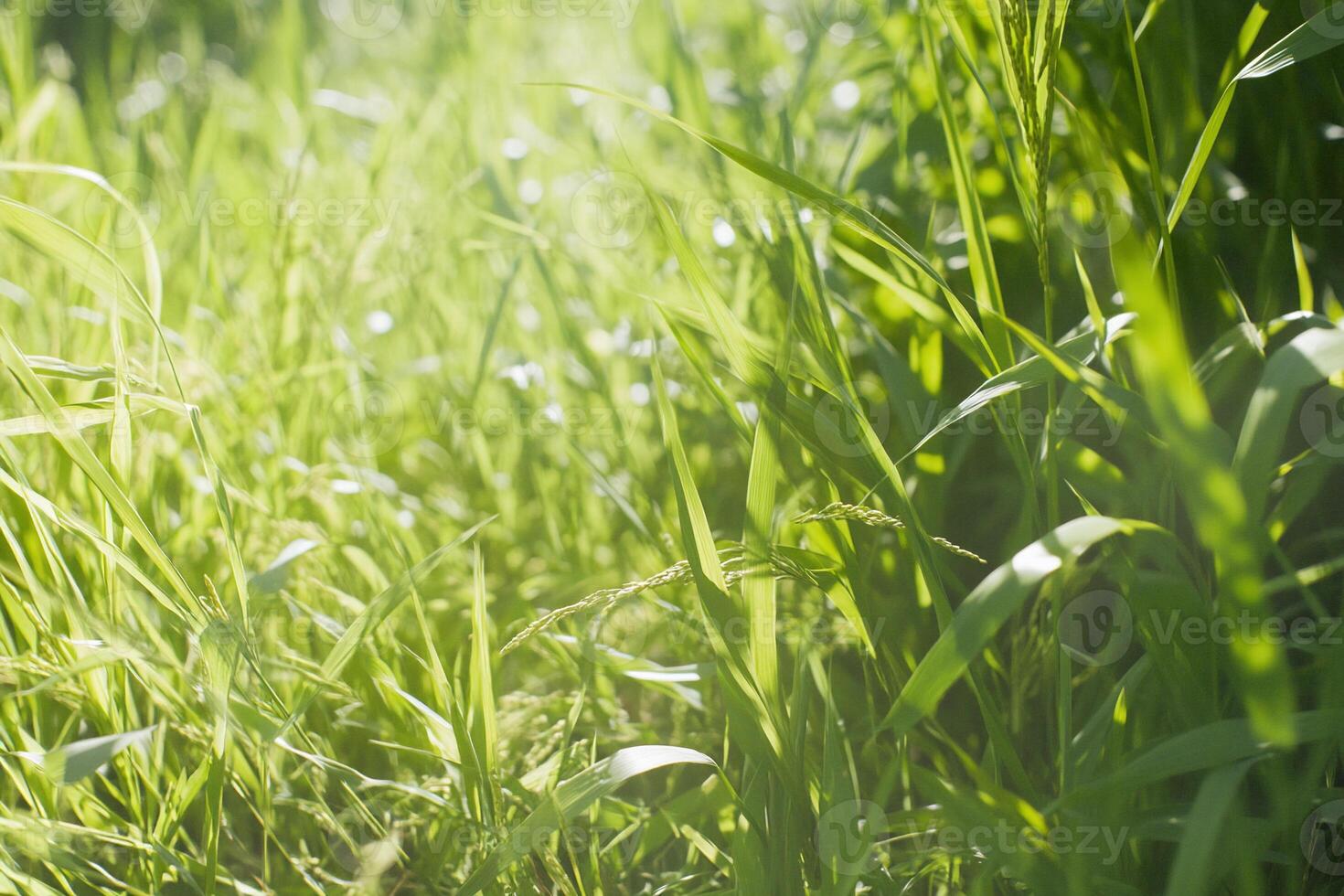 Lush green grass with sunlight filtering through the blades. photo