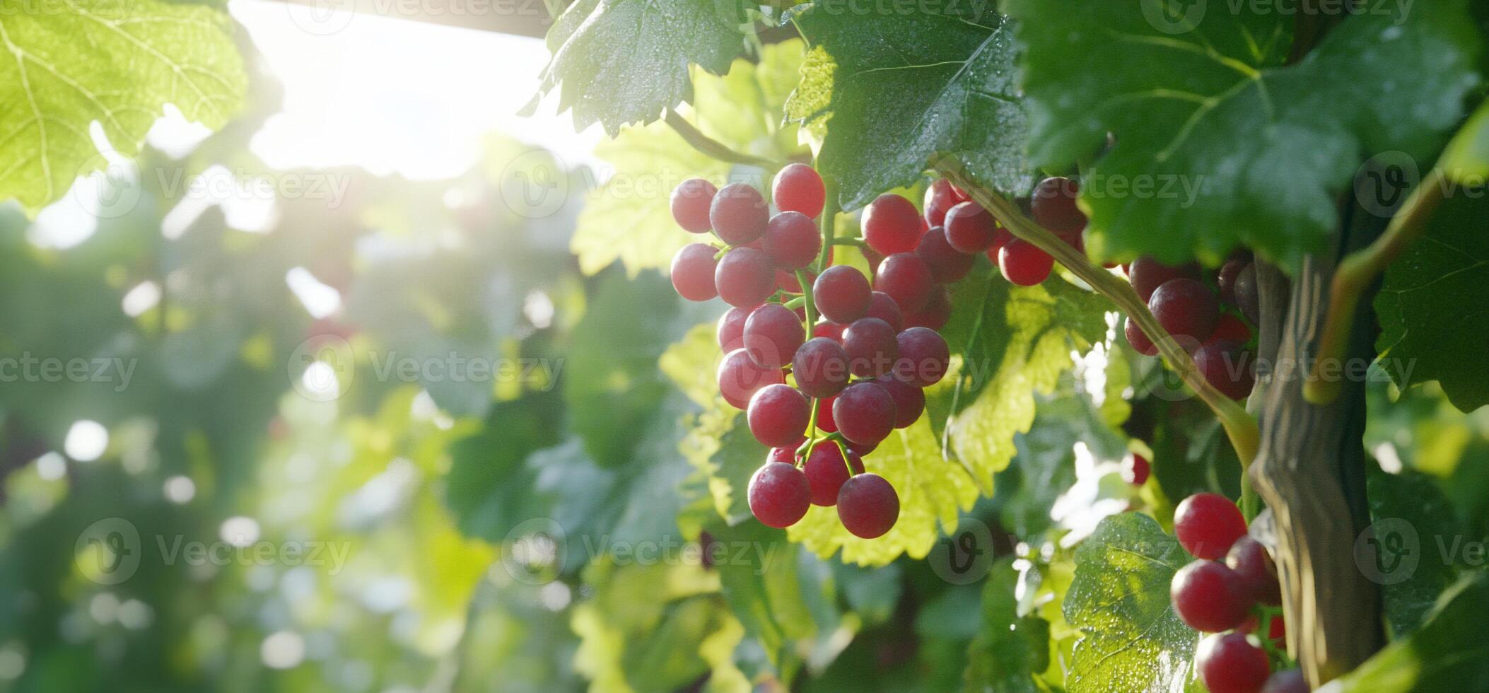 Close-up of grape clusters surrounded by lush green leaves. photo