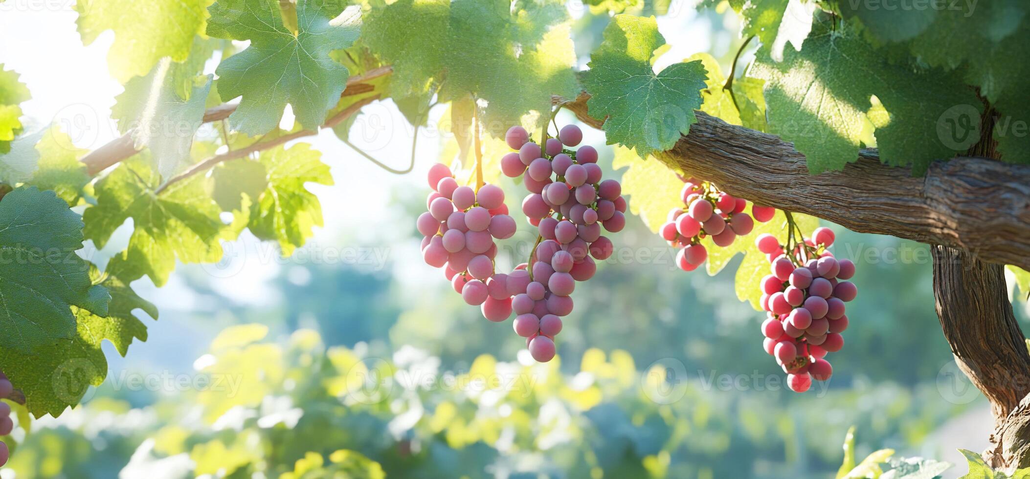 A close-up of grape clusters hanging from a vine in sunlight. photo