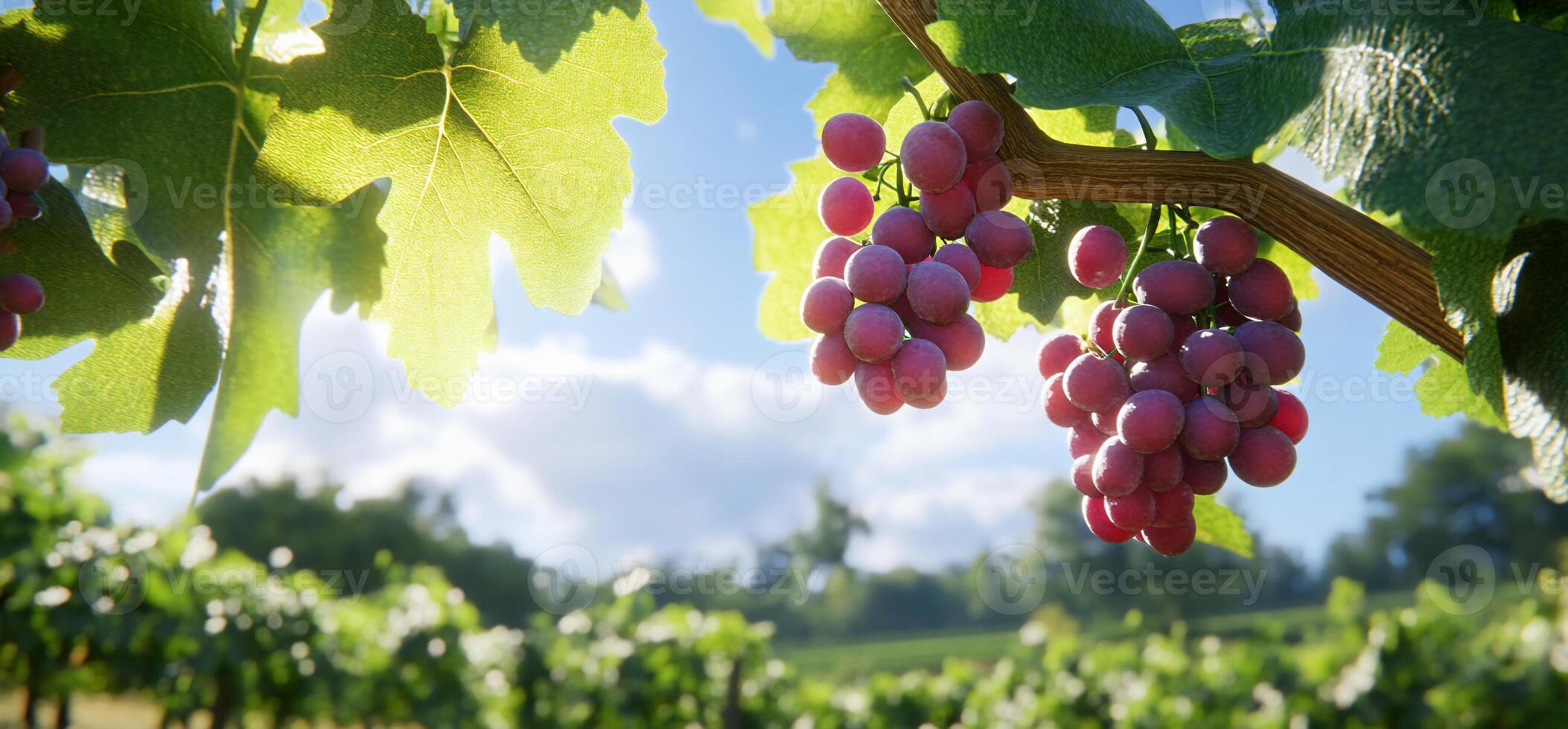 A close-up of grape clusters in a vineyard under a sunny sky. photo