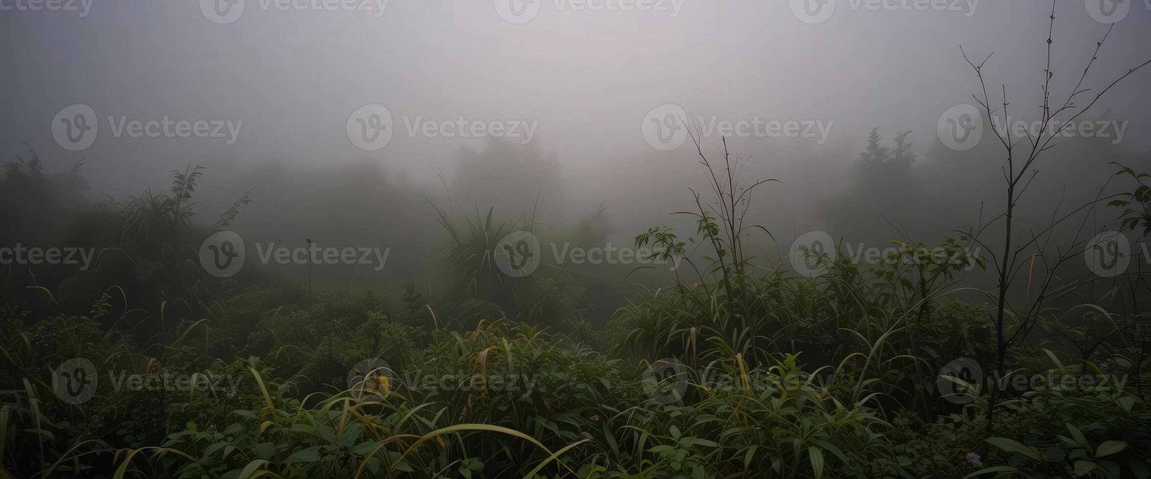 A foggy forest with tall grass and trees photo