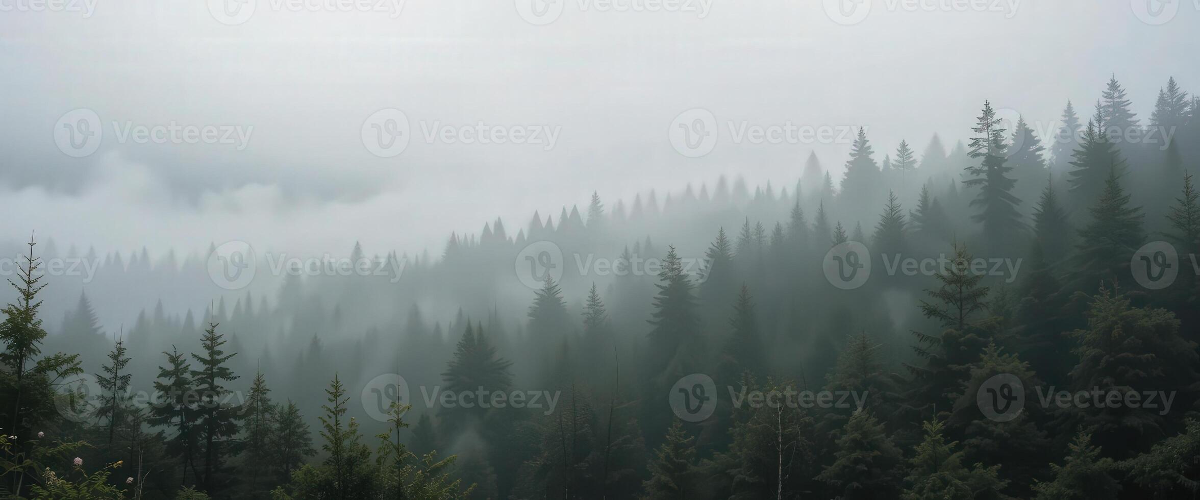 A forest with trees and fog in the background photo