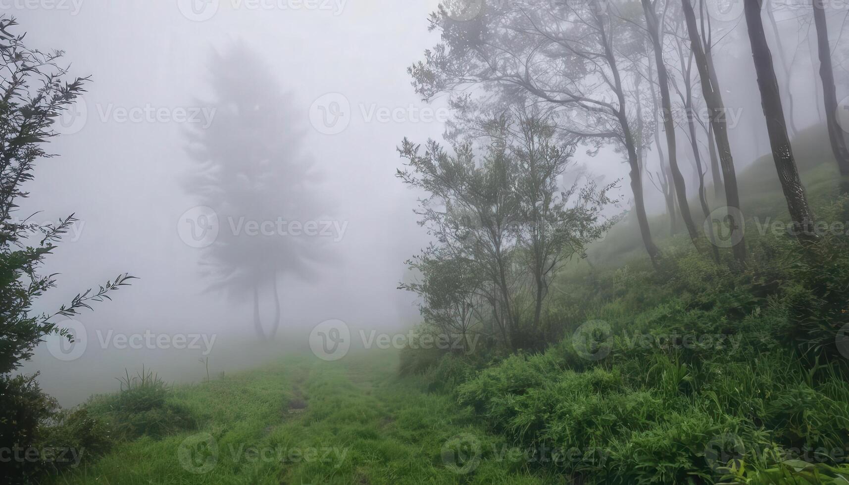 A path through the fog in the forest photo