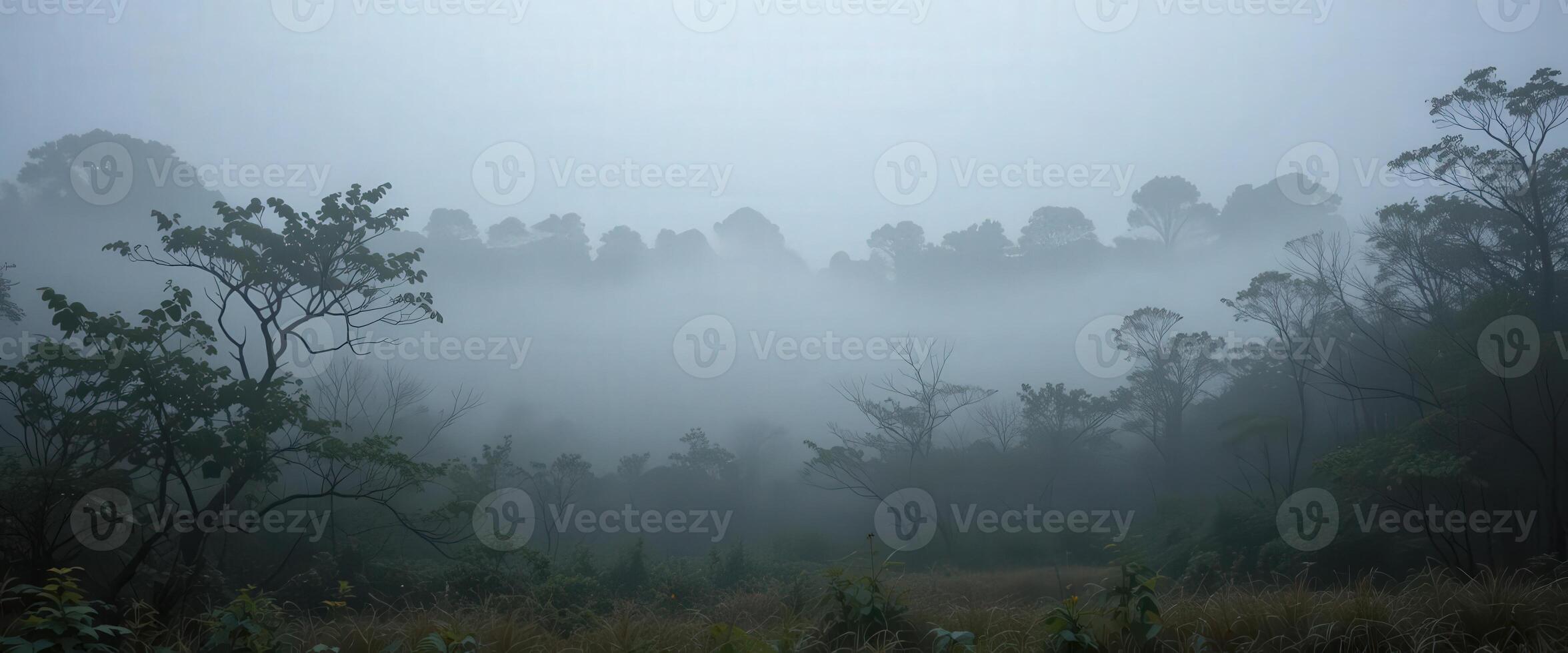 A misty forest with trees and grass photo